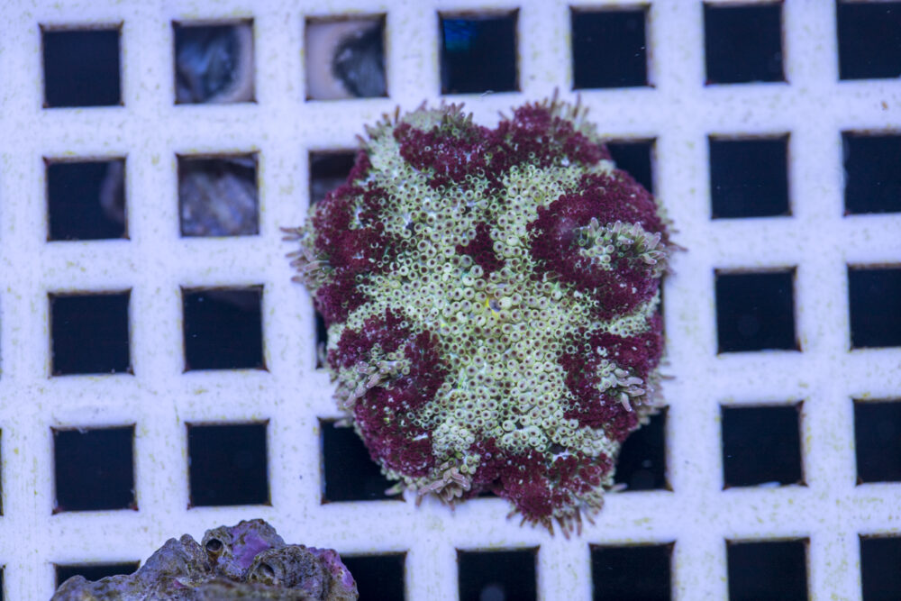 Mini Maxi Anemone
