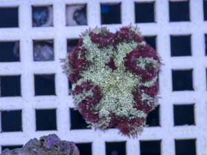 Mini Maxi Anemone