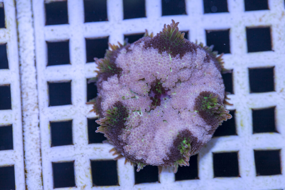 Mini Maxi Anemone
