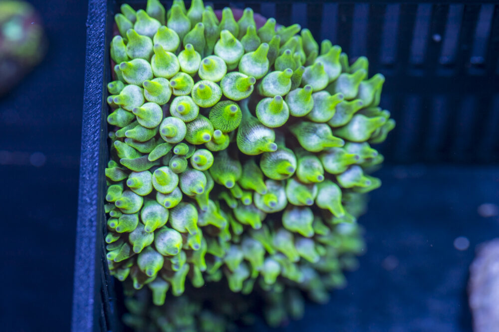 Bubble Tip Anemone