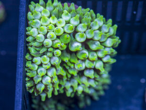Bubble Tip Anemone