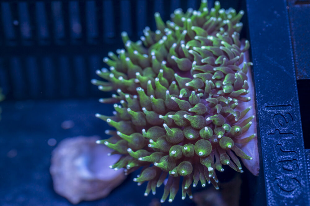 Bubble Tip Anemone