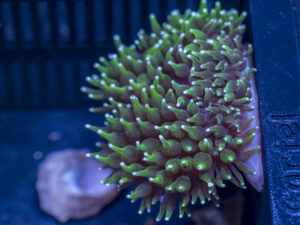 Bubble Tip Anemone