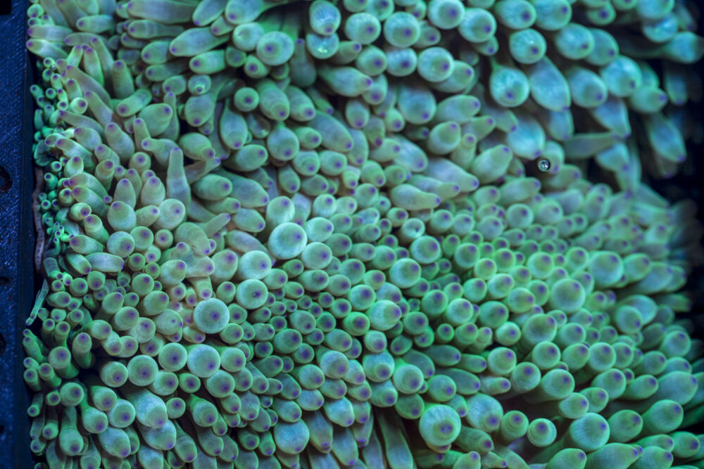 Bubble Tip Anemone