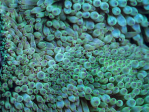Bubble Tip Anemone
