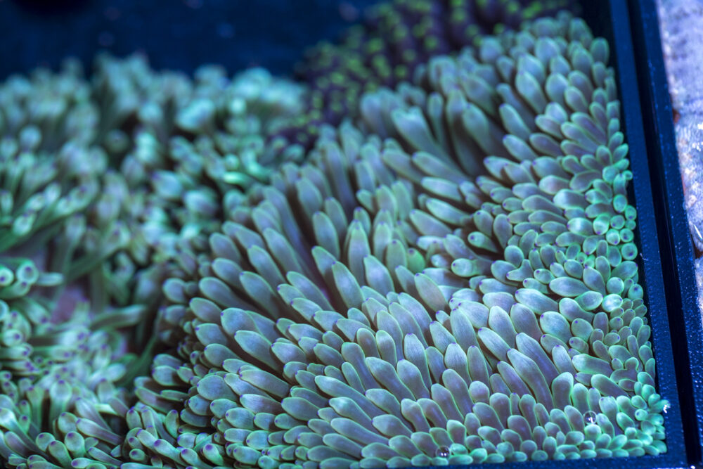 Bubble Tip Anemone