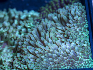 Bubble Tip Anemone