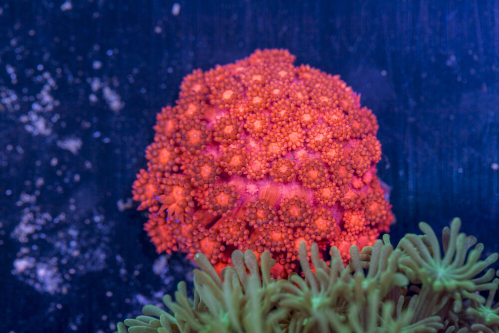 Goniopora