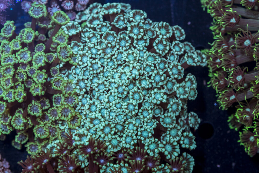 Alveopora