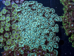 Alveopora