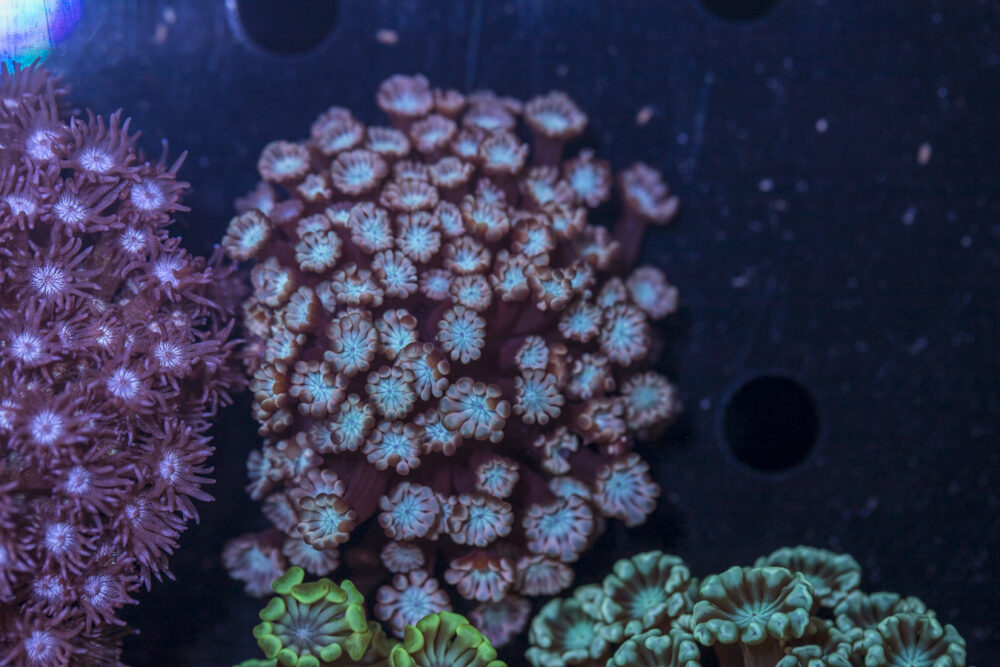 Alveopora