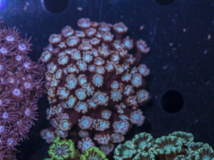 Alveopora