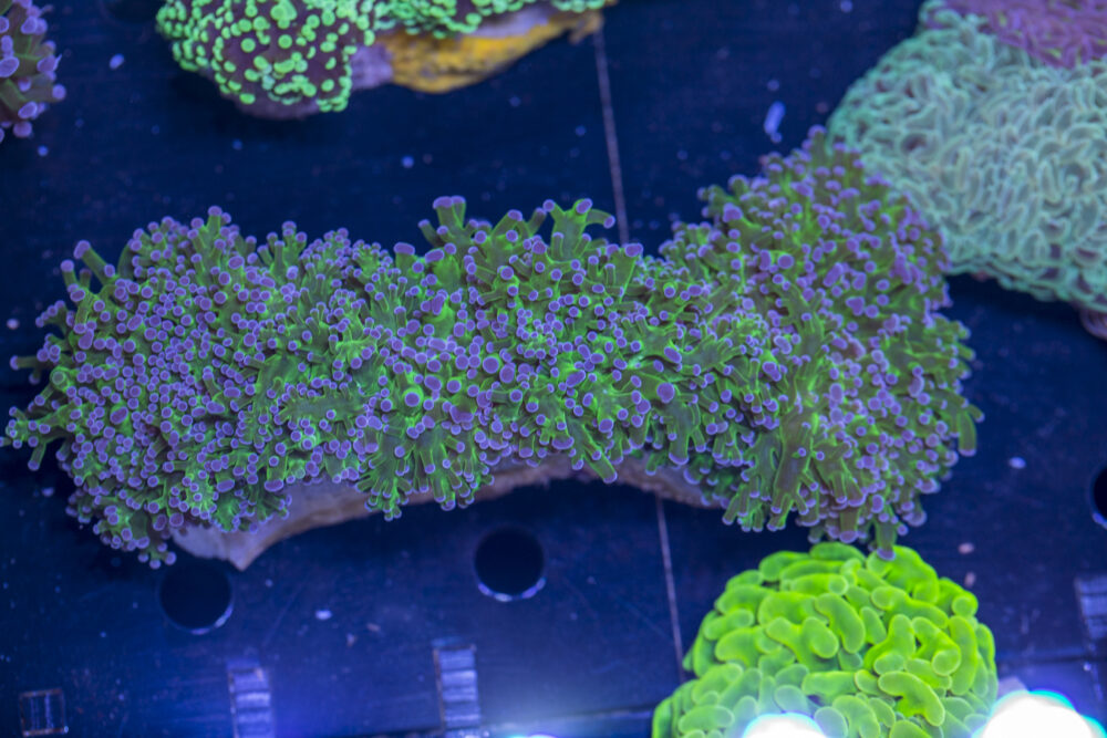 Frogspawn
