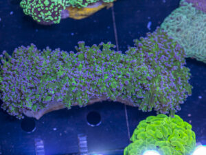 Frogspawn
