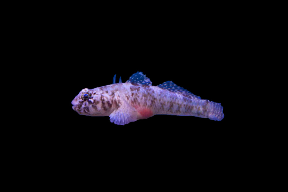 Speckled Dwarf Goby
