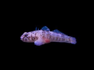 Speckled Dwarf Goby