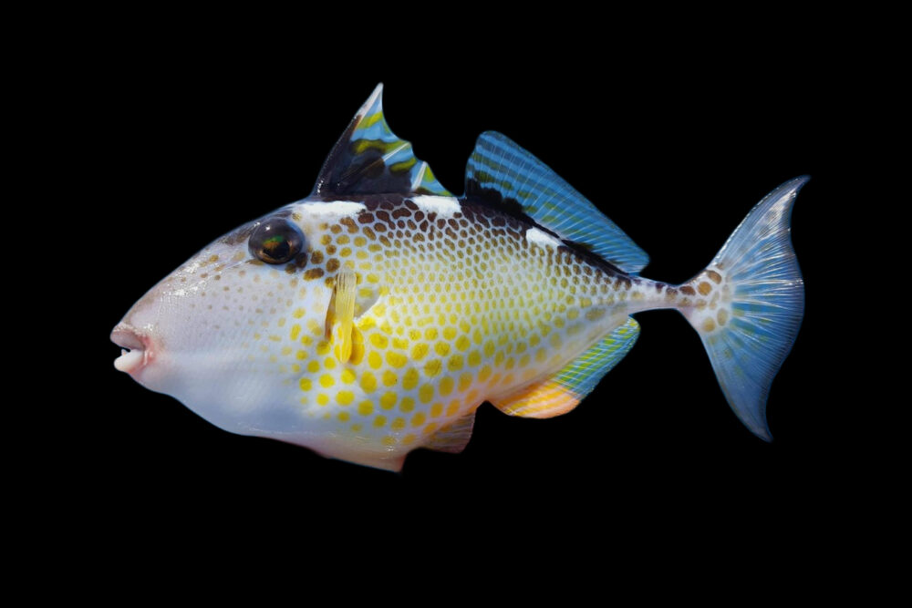 Starry Triggerfish