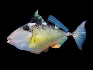 Starry Triggerfish