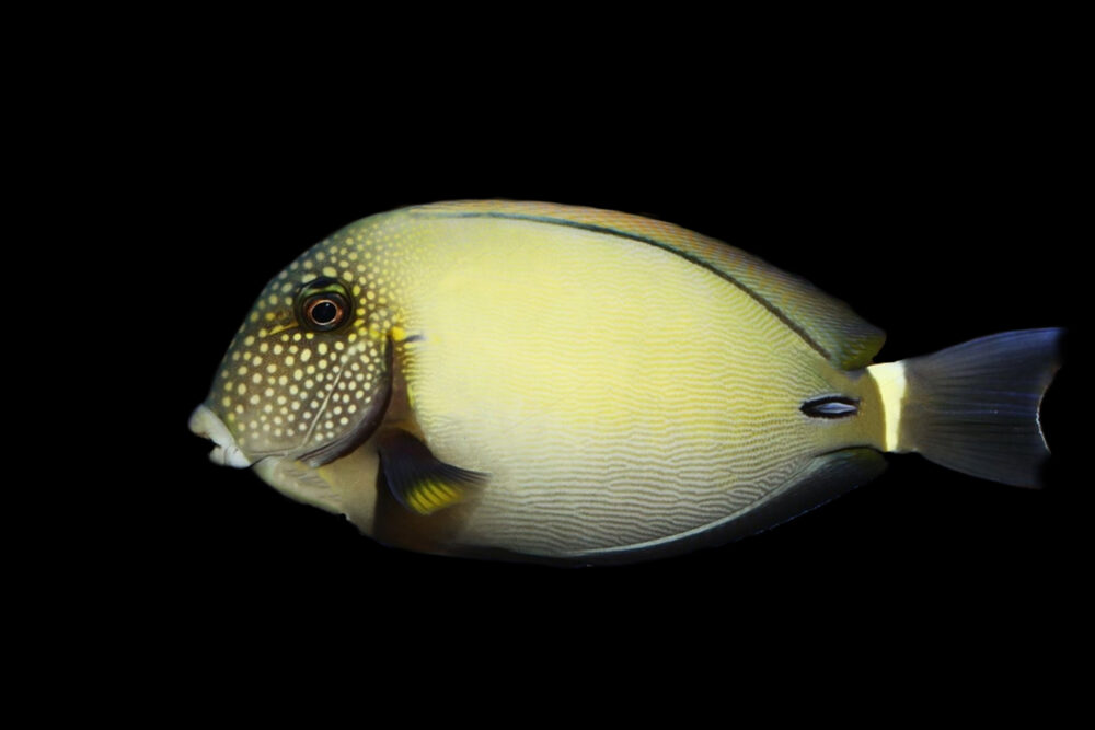 White Freckled Tang