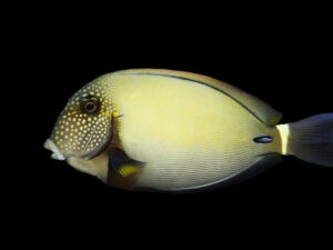 White Freckled Tang