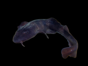 Blind Shark