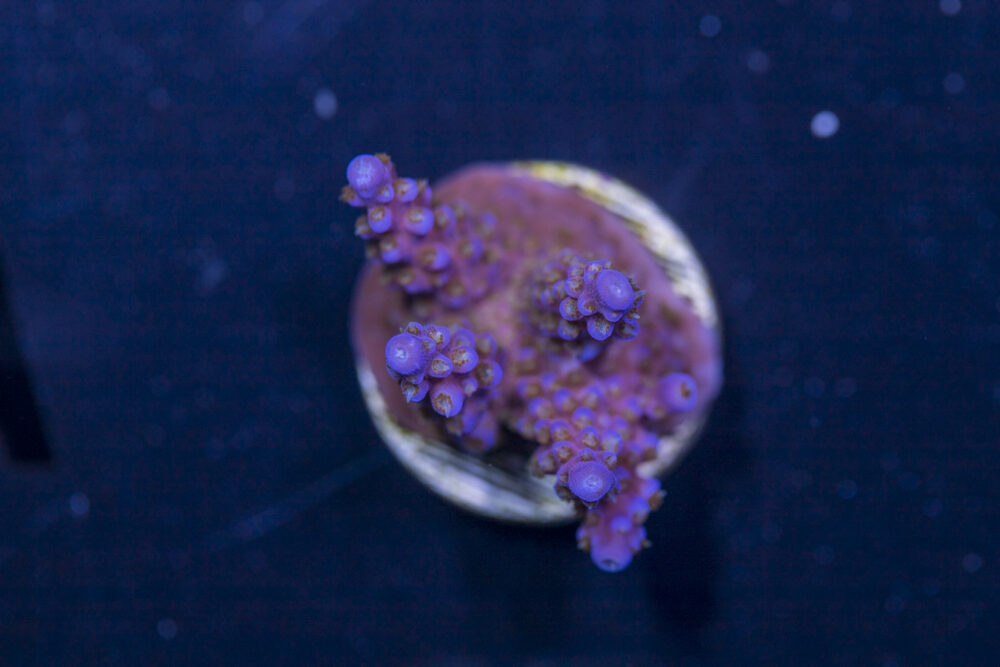 Acropora - Fireworks