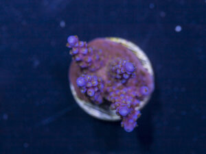 Acropora - Fireworks