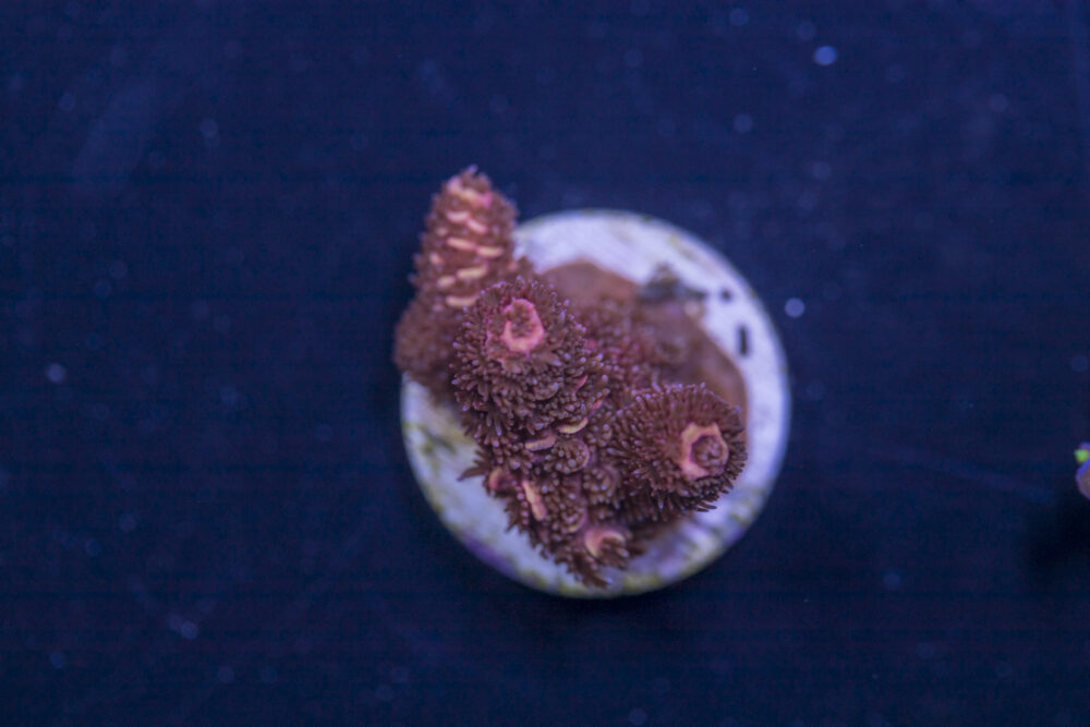 Millepora - Orange