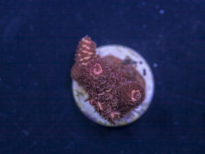 Millepora - Orange