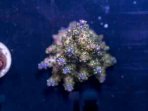 Acropora - Goosebumps
