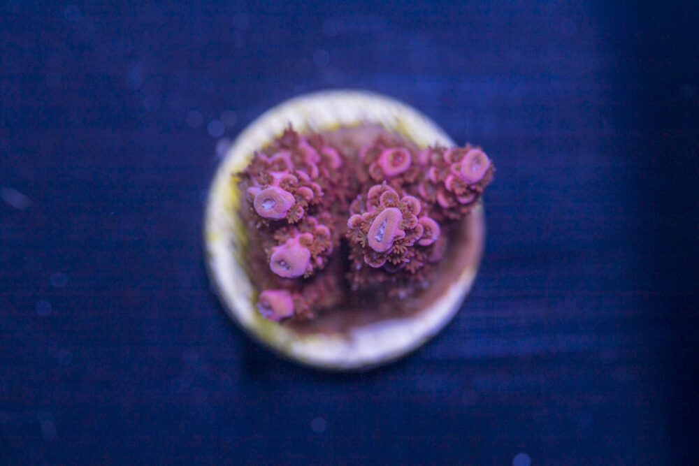 Millepora - Pink