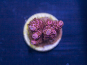 Millepora - Pink