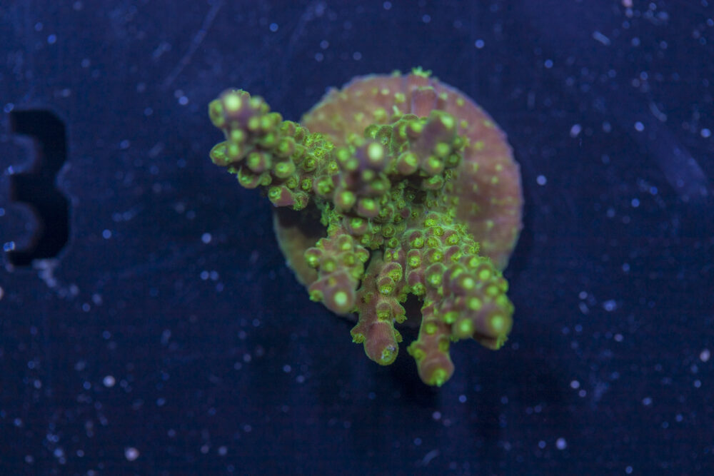 Acropora - Rainbow Loom