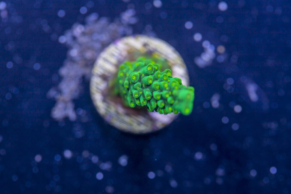 Acropora - Dallas