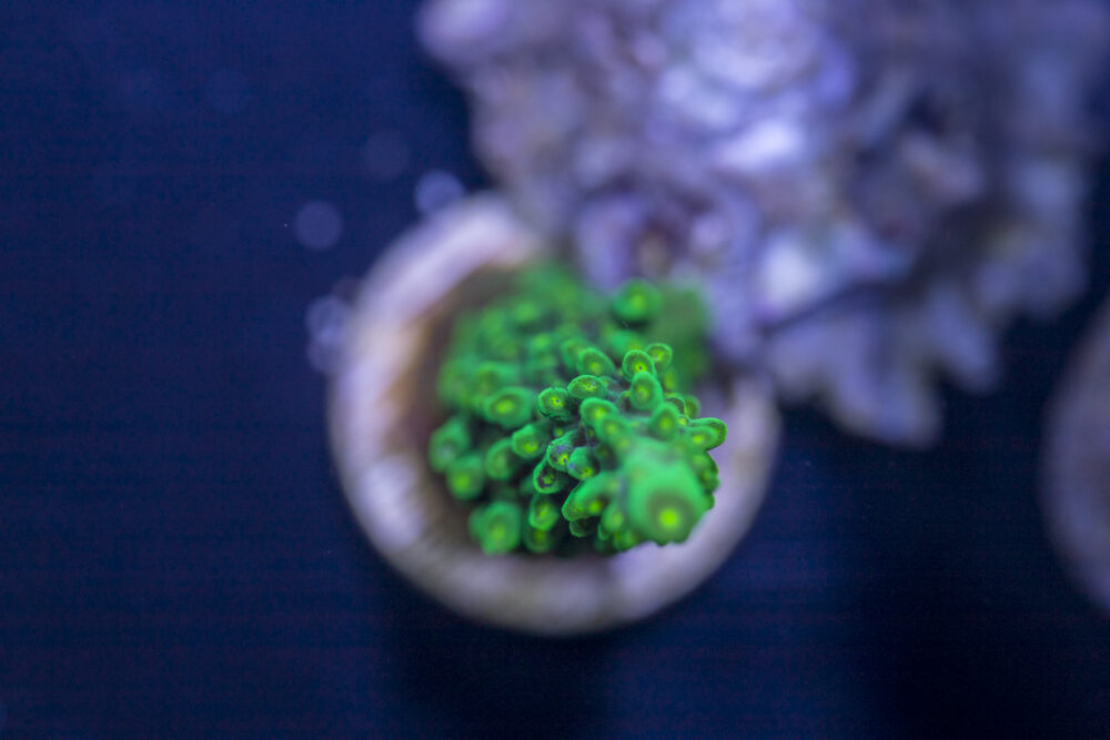 Acropora - Dallas