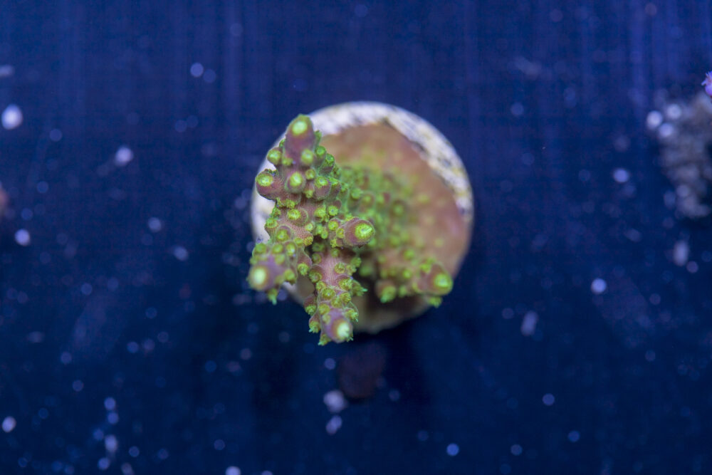 Acropora - Rainbow Loom