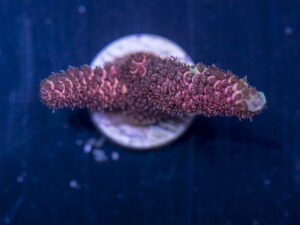 Millepora - Orange