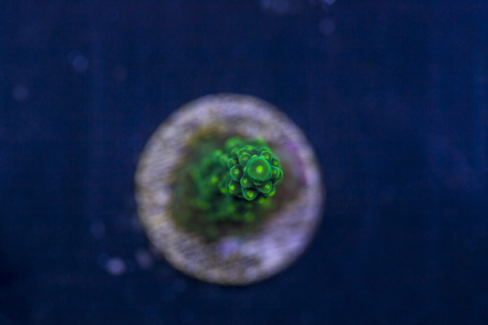 Acropora - Dallas