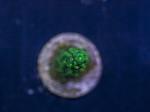 Acropora - Dallas