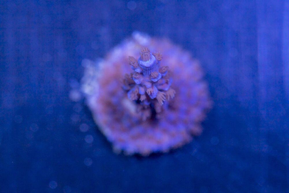 Acropora - Blue Fluffy