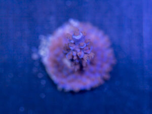 Acropora - Blue Fluffy
