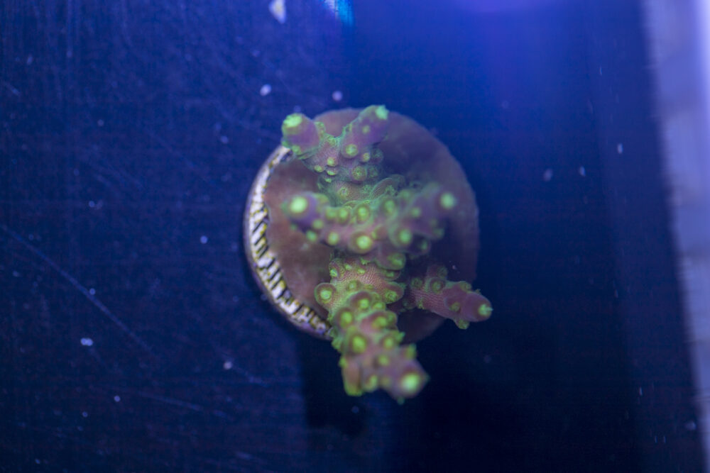 Acropora - Rainbow Loom
