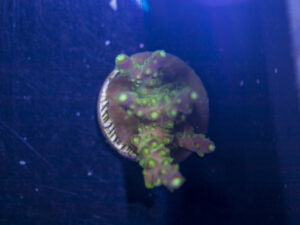 Acropora - Rainbow Loom
