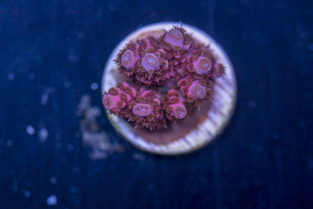 Millepora - Pink