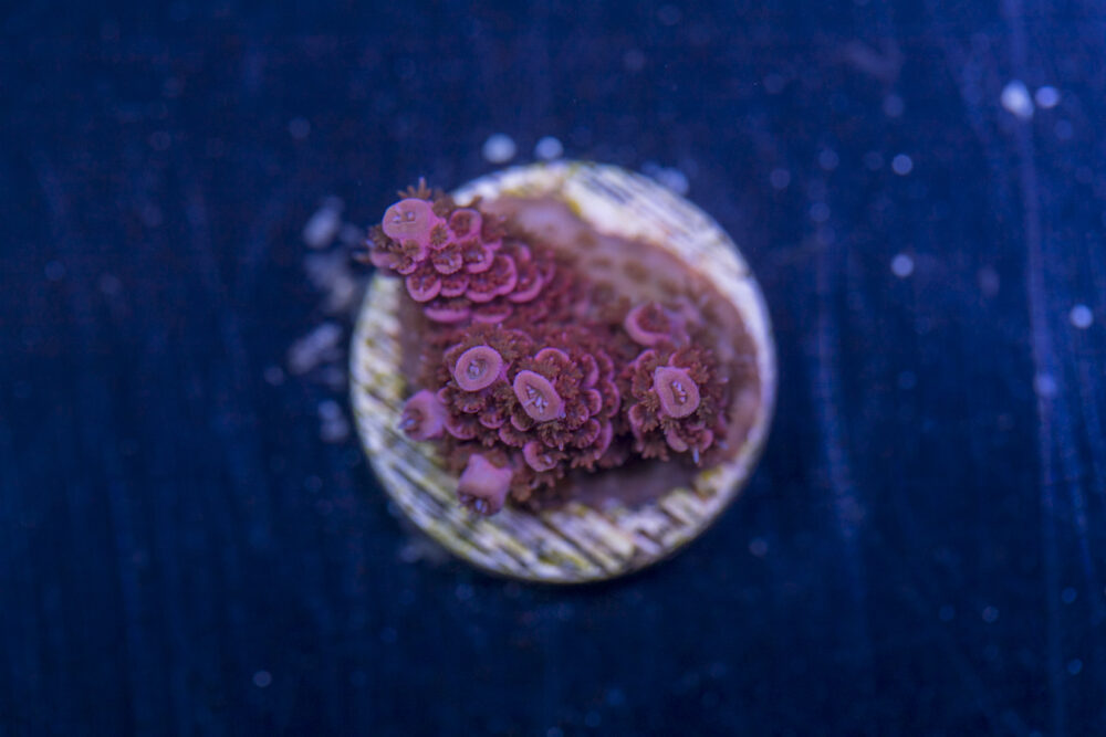 Millepora - Pink