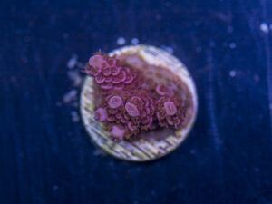 Millepora - Pink