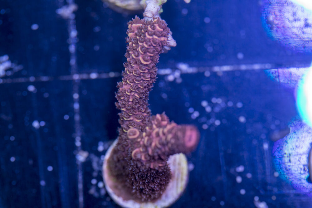 Millepora - Orange