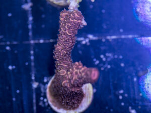 Millepora - Orange