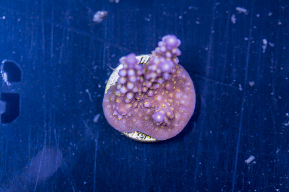 Acropora - Fireworks
