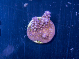 Acropora - Fireworks
